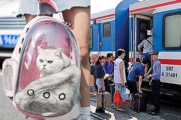 Vận chuyển thú cưng từ Việt Nam đi Hàn Quốc
