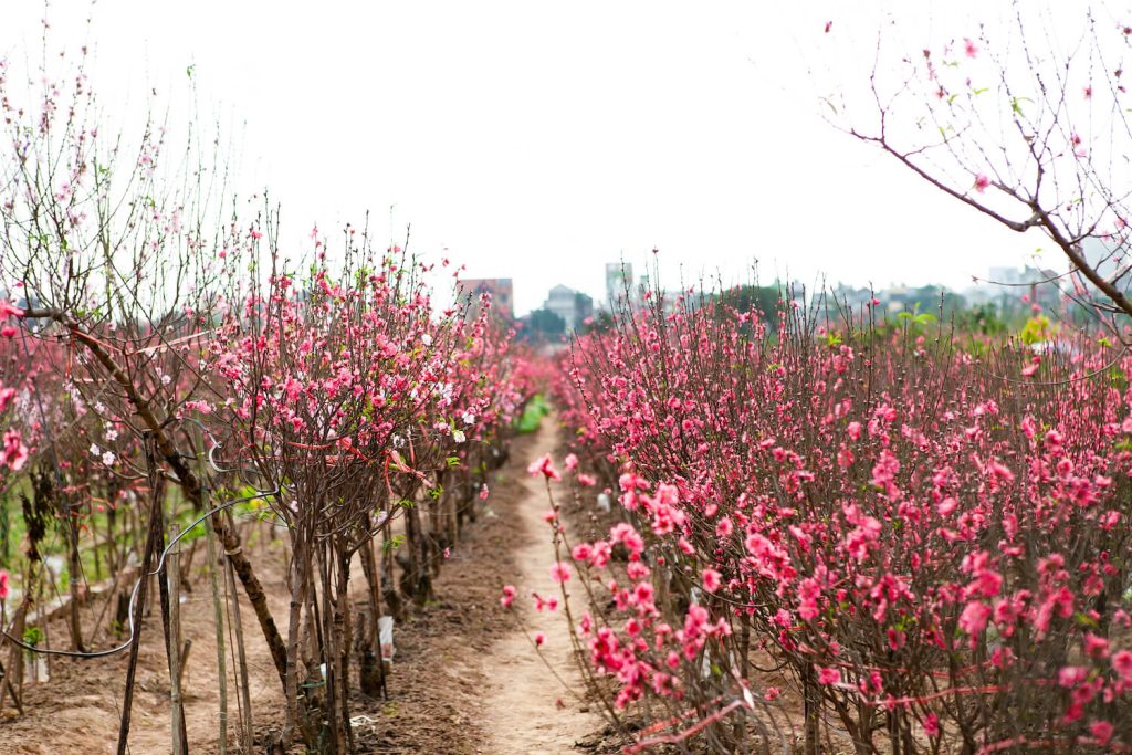 VẬN CHUYỂN HOA TẾT, MAI ĐÀO, TRÁI CÂY DỊP TẾT CÙNG VIETRAIL