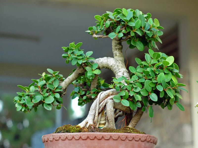 Giải pháp vận chuyển cây cảnh, bonsai dịp Tết bằng đường sắt cùng Vietrail giúp đảm bảo an toàn, hạn chế hư hỏng, giao hàng đúng thời gian, tối ưu chi phí cho cá nhân và doanh nghiệp.