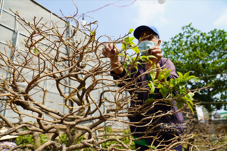 Ưu Điểm Của Vận Chuyển Hoa, Cây Cảnh Bằng Đường Sắt