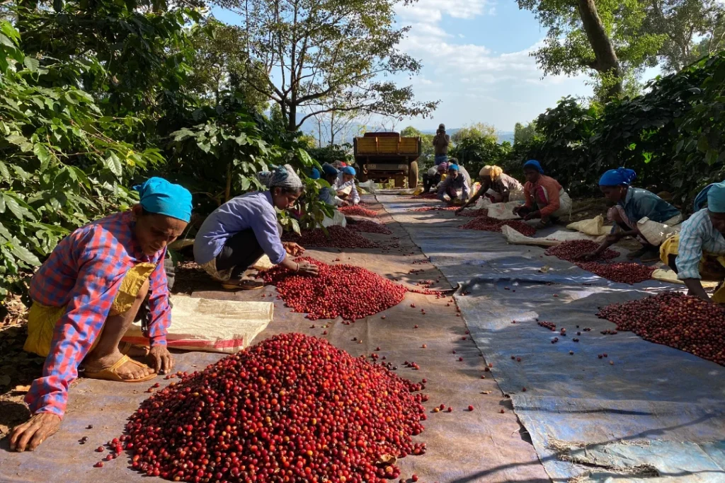 VẬN CHUYỂN CÀ PHÊ TỪ ĐẮK LẮK RA HÀ NỘI BẰNG ĐƯỜNG SẮT